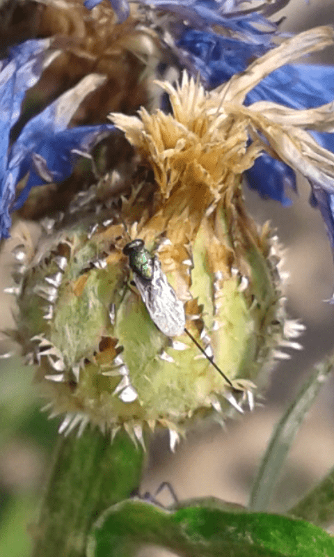 Superfamigia Chalcidoidea : Torymidae? 1